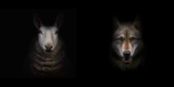 sheep or wolf?